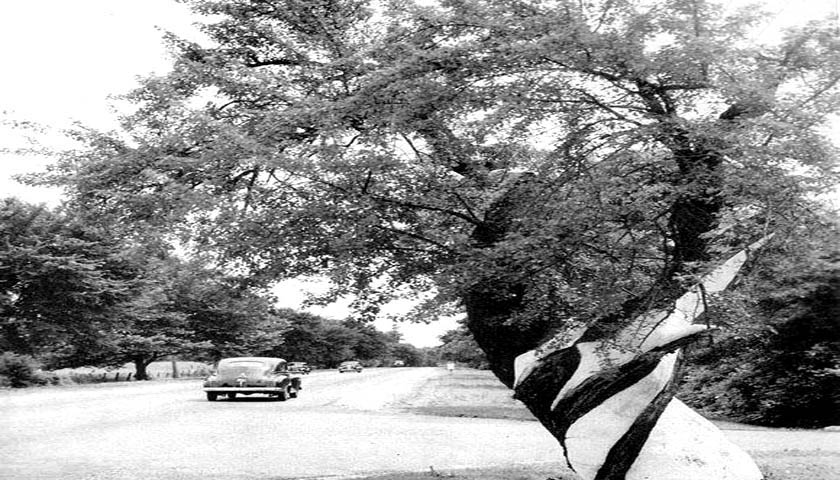 HARD PEAR TREE ON KENNETT PIKE RT 52 ENTRANCE OF EE DUPONT ESTATE WILMINGTON DE CIRCA